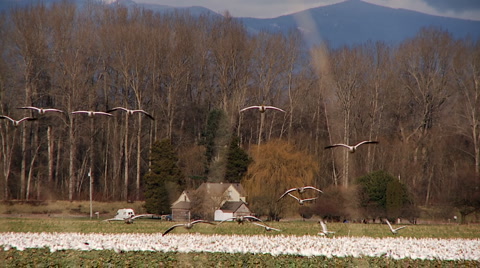 Snow Geese Landing