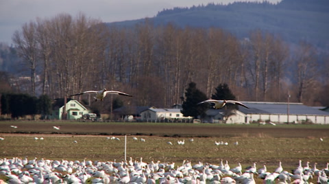 Snow Geese Landing