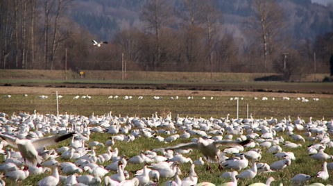 Snow Geese Landing
