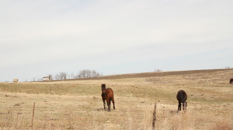 Country Drive - Horses, Amish Home, Barn, Fence