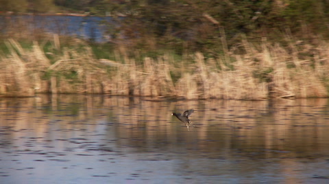 Coot Lands On Pond