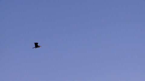 Heron In Flight