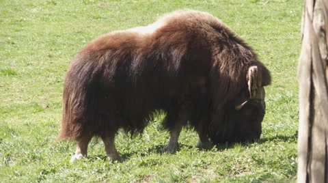 Musk Ox