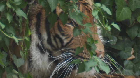Sibirian Tiger