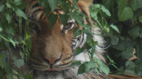 Sibirian Tiger
