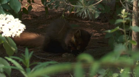 Pine Marten