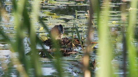 Grebe At Nest