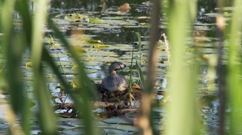 Grebe At Nest