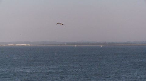 Pelican Diving