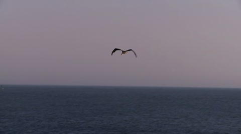 Pelican In Flight