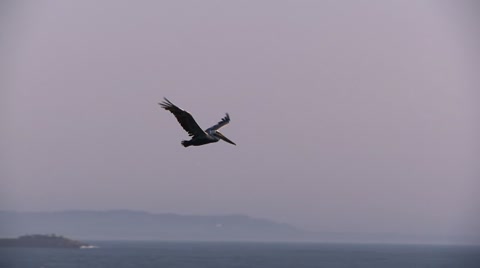 Pelican In Flight