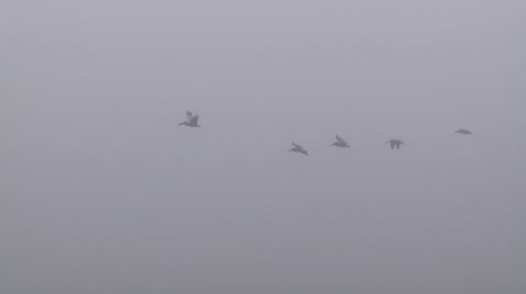 Pelicans In Fog
