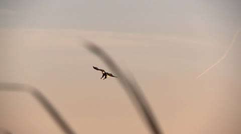 Eagle Dives For Fish