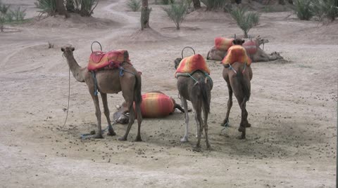 Camels Outside Marrakech