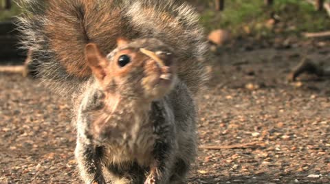 Old Squirrel Eating