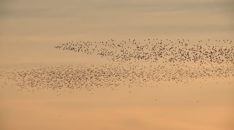 Shorebirds In Flight