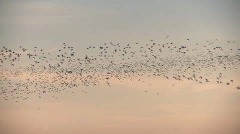Shorebirds In Flight