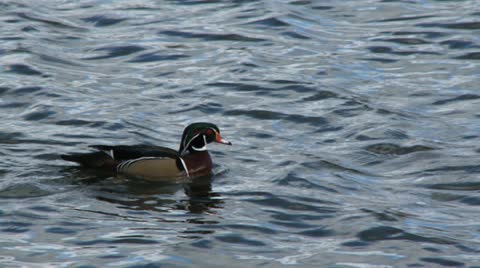 Wood Duck