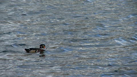 Wood Duck