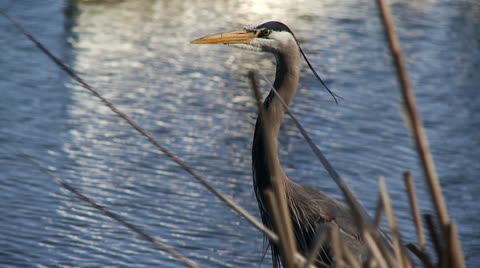 Heron