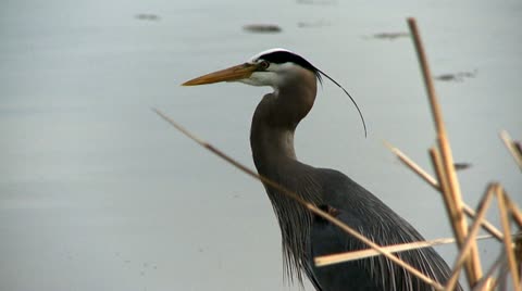 Heron