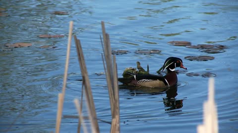 Wood Duck