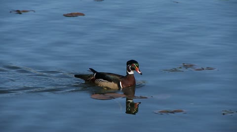 Wood Duck