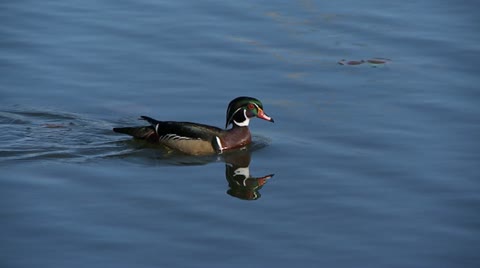 Wood Duck