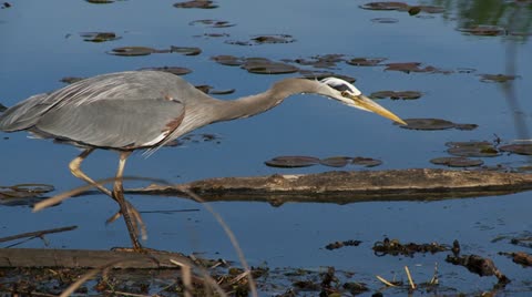 Heron