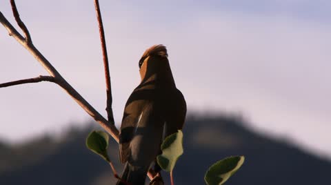 Cedar-Waxwing, Bird