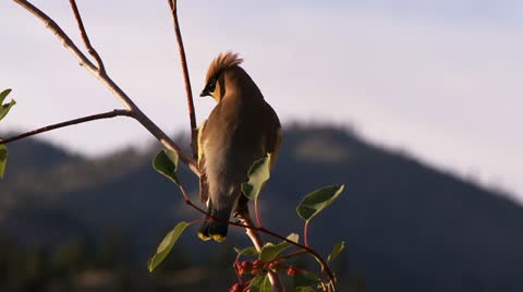 Cedar-Waxwing, Bird