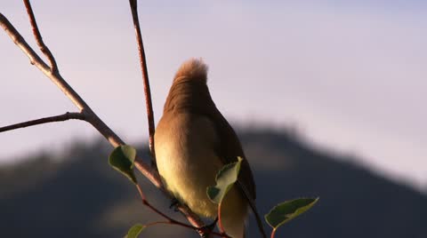 Cedar-Waxwing, Bird
