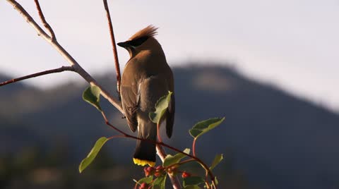 Cedar-Waxwing, Bird