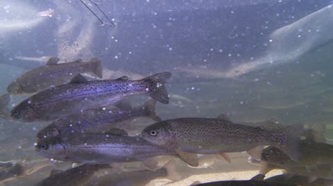 Trout, Hatchery
