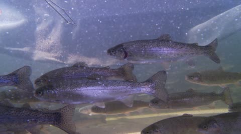 Trout, Hatchery