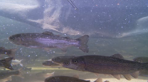 Trout, Hatchery