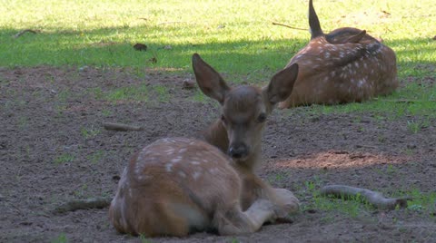 Red Deer
