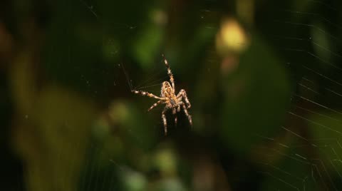 Spider On Web