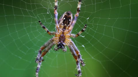 Spider On Web