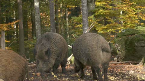 Wild Boar