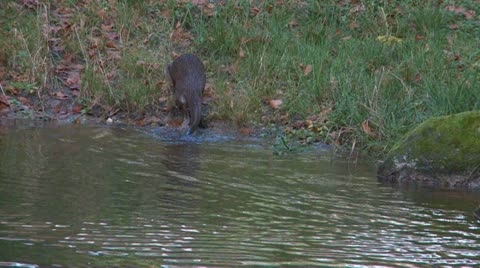 River Otter