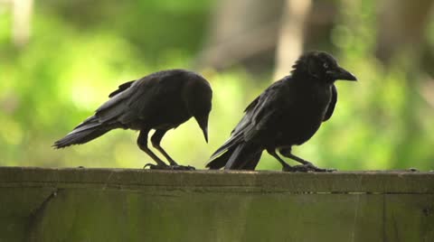 Crows, Ravens, Pair Of Black Birds Perched, Slow Motion