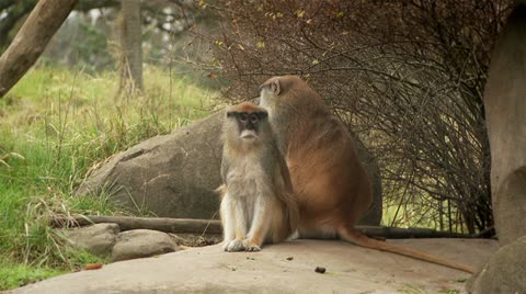 Patas Monkey