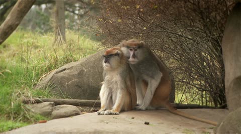 Patas Monkey