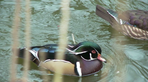 Wood Duck Pair