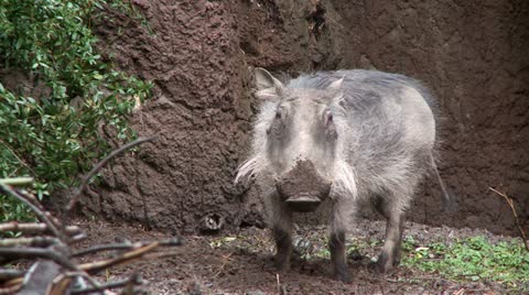 Warthog