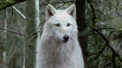 Gray Wolf