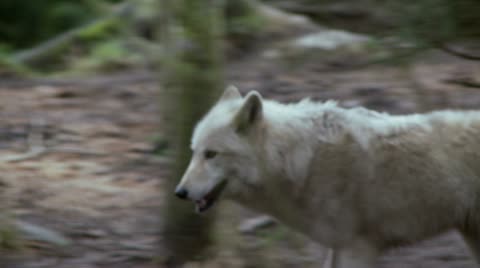 Gray Wolf