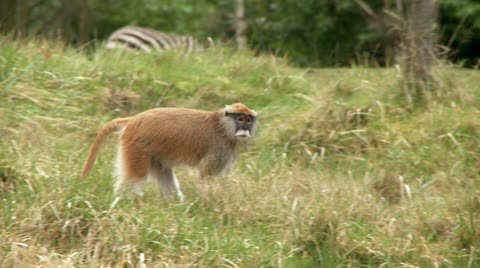 Patas Monkey