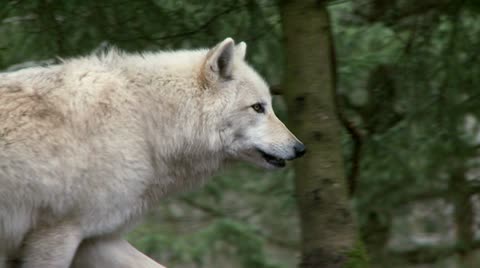 Gray Wolf